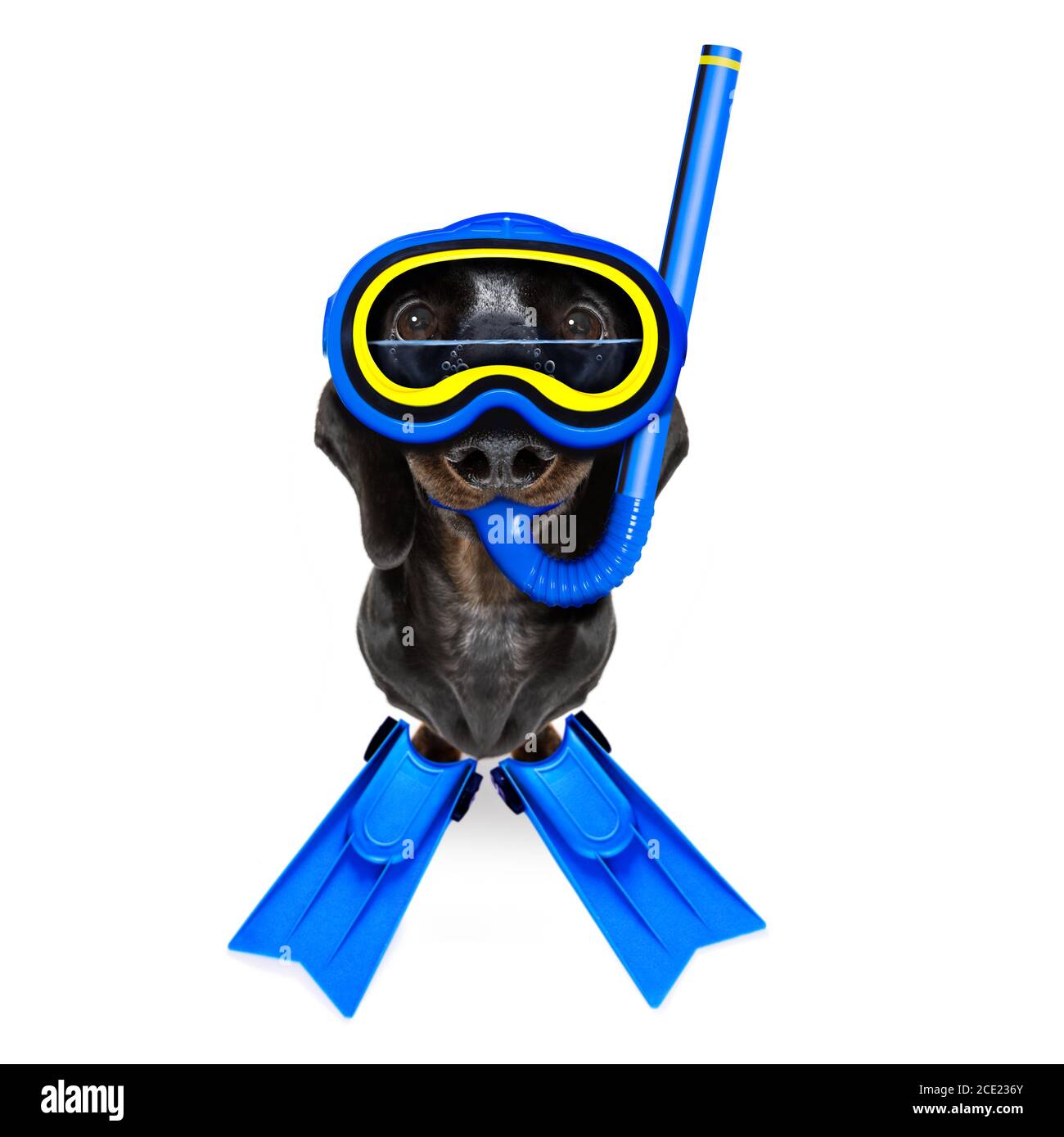 scuba diving dog Stock Photo Alamy