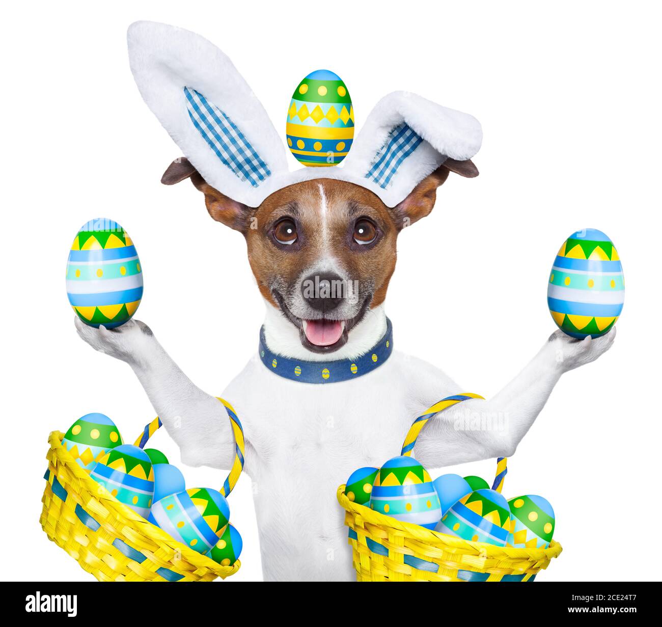 dog easter bunny Stock Photo Alamy