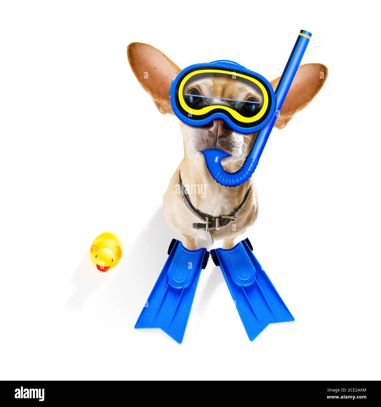 scuba diving dog Stock Photo Alamy