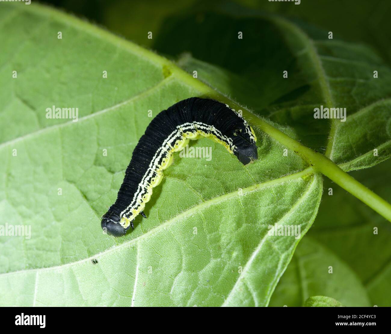 Catalpa Worm Stock Photo Alamy