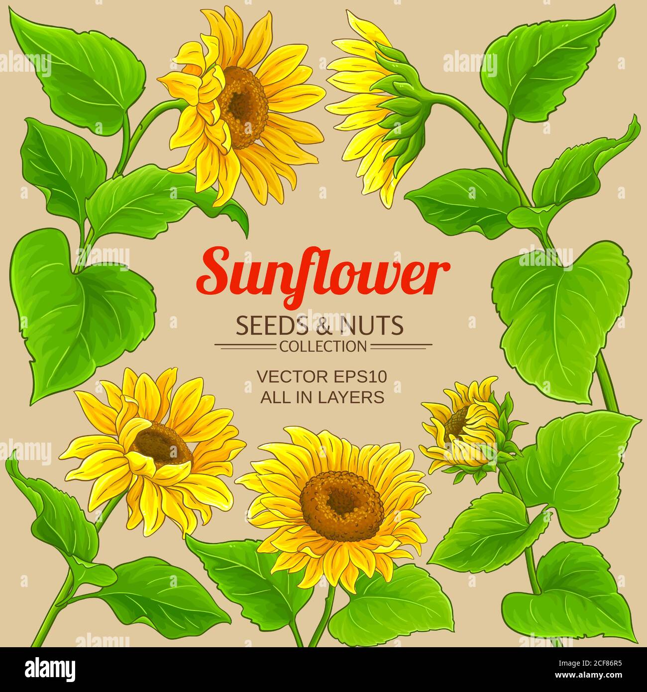 Sunflower botanical drawing Stock Vector Images Alamy