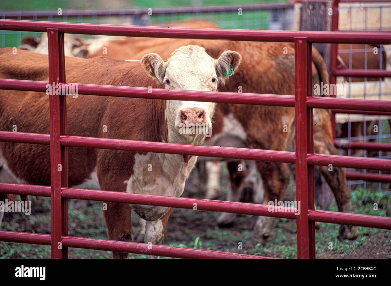 Cattle in pen Stock Photo Alamy