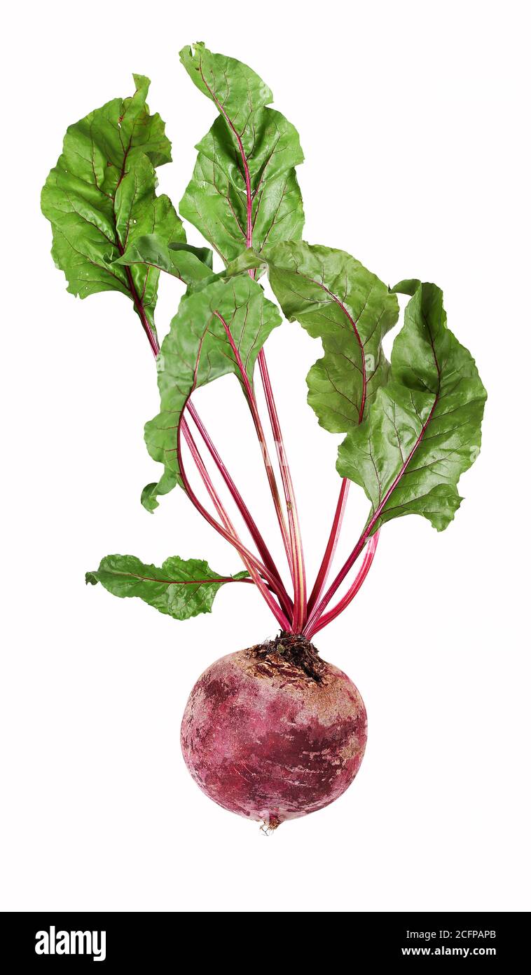 Single, isolated beetroot vegetables with leaves Stock Photo Alamy