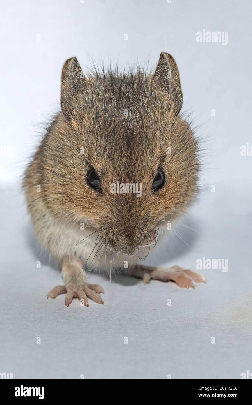 Field mouse. UK Stock Photo Alamy