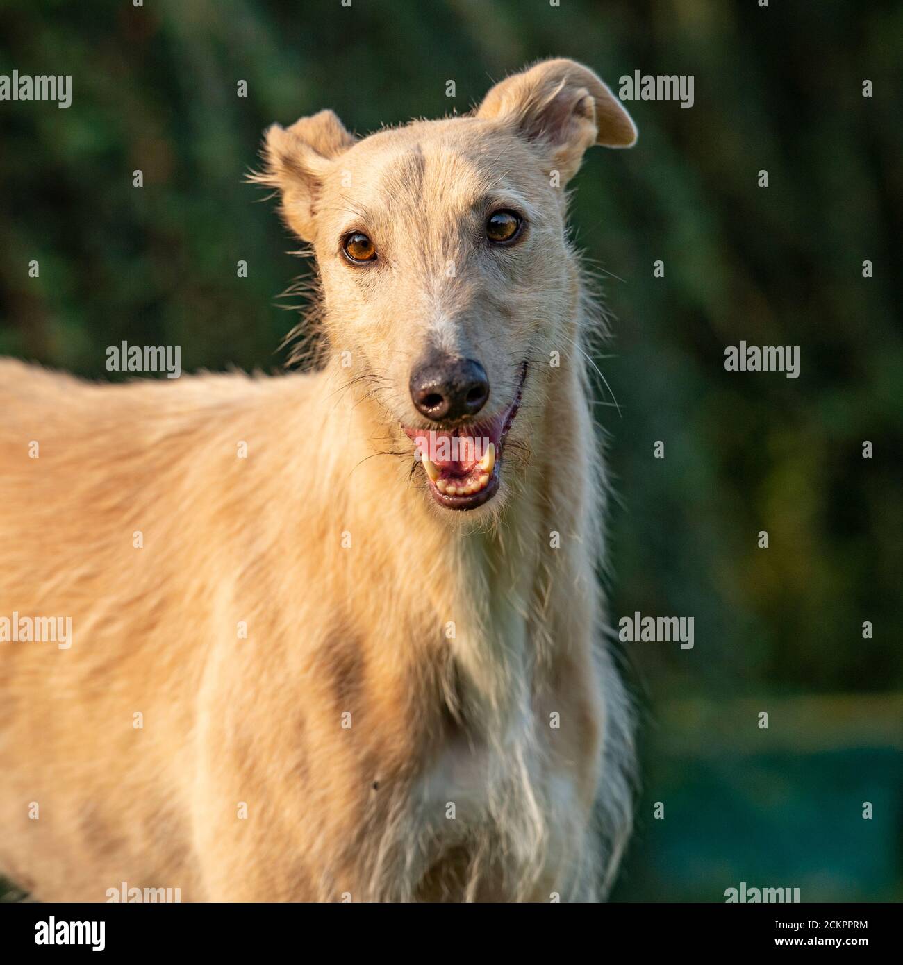 Lurcher Dog Head High Resolution Stock Photography and Images Alamy