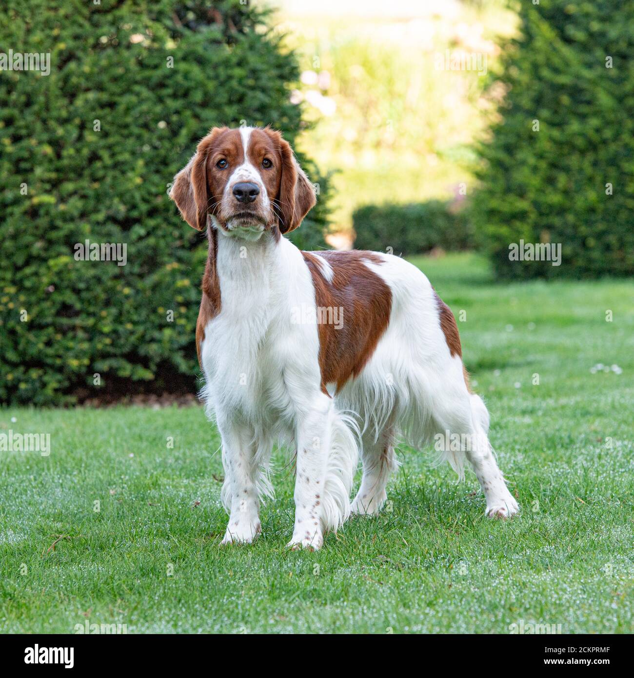 Welsh springer spaniel hires stock photography and images Alamy