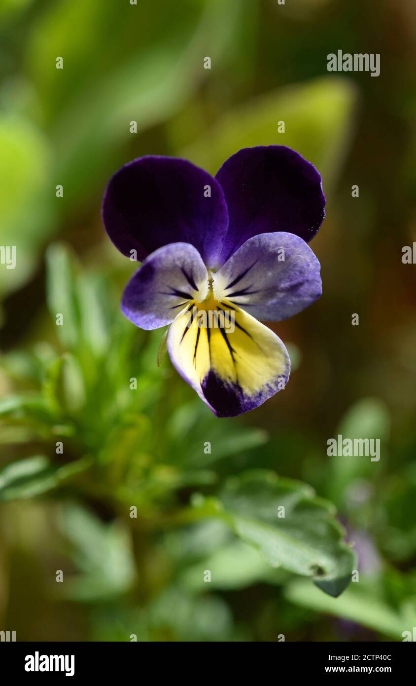 Viola, pansy flower Stock Photo Alamy
