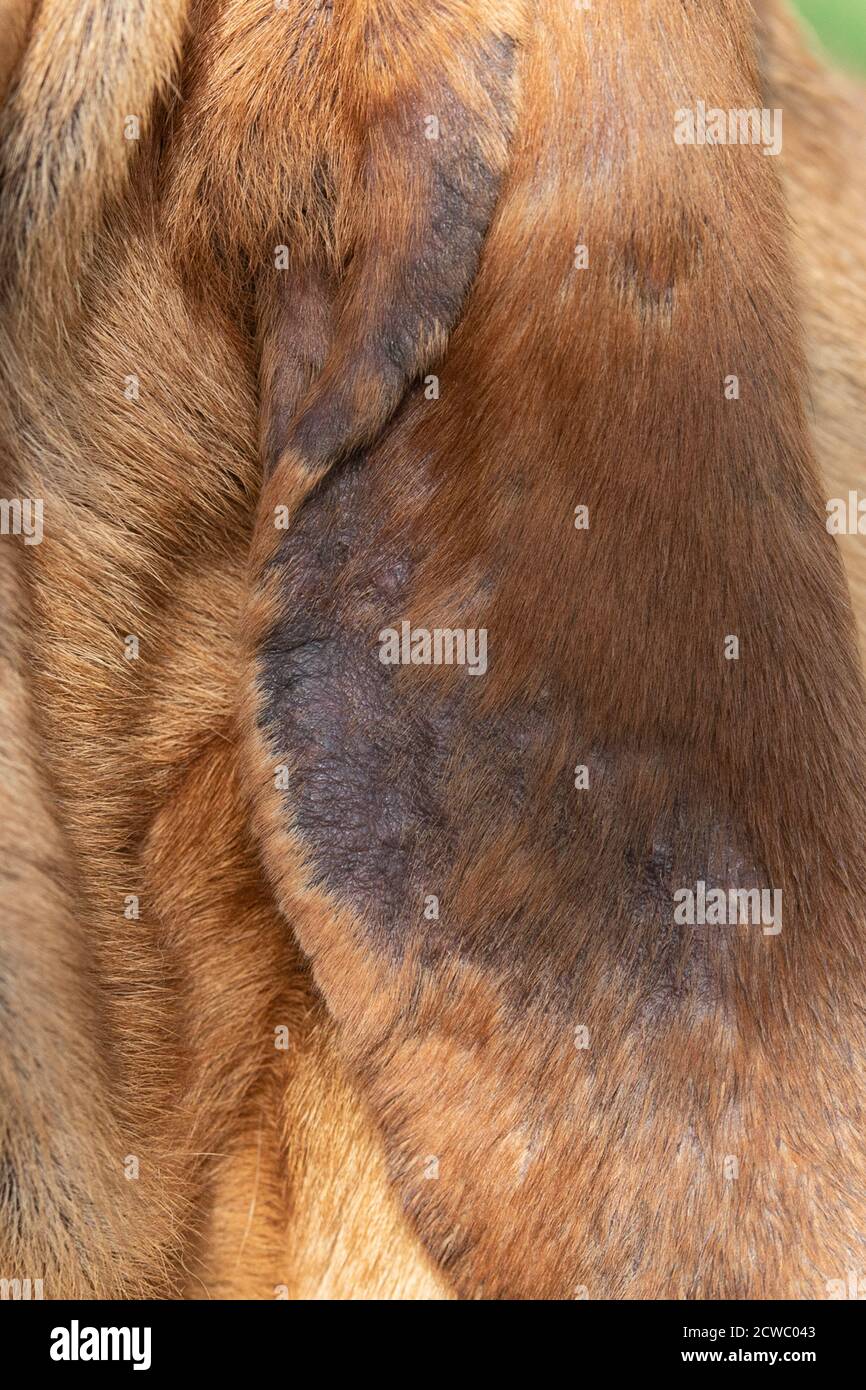 Can Dog Ear Mites Bite Humans