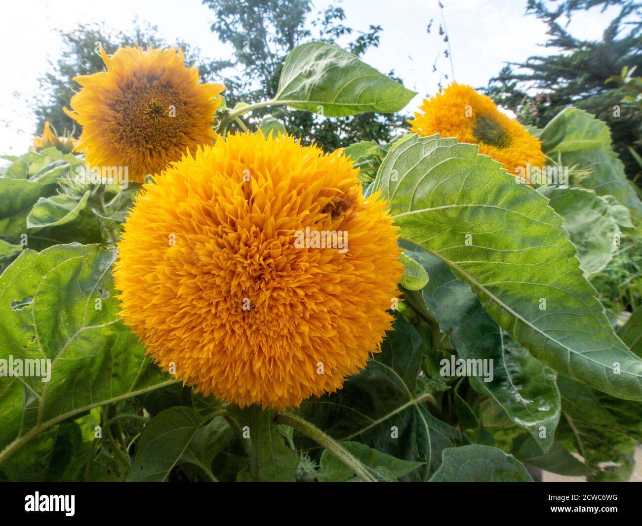 Teddy bear sunflower hires stock photography and images Alamy