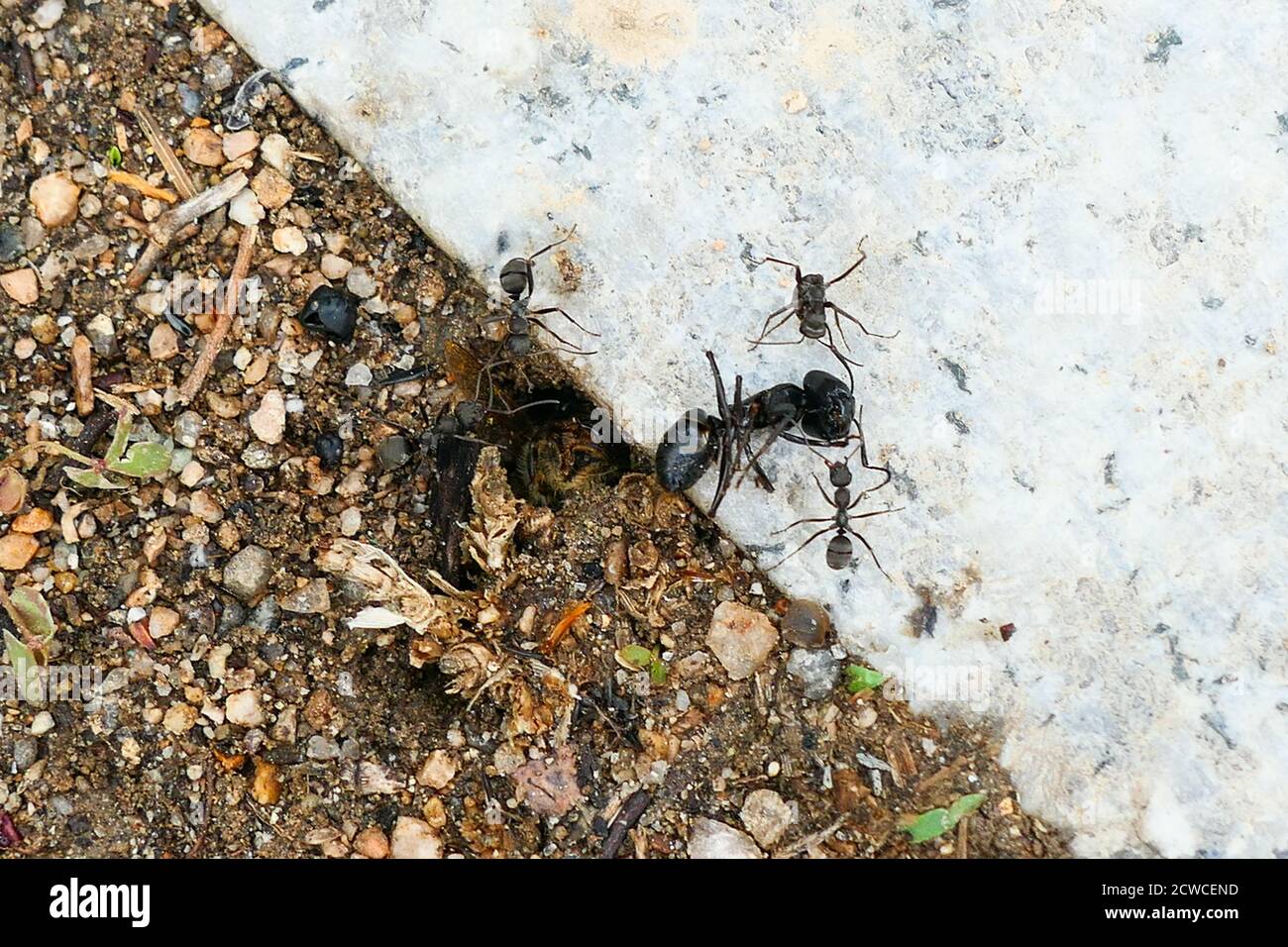 worker ants around a big black dead ant Stock Photo Alamy