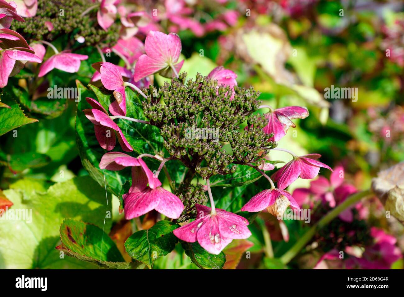 Dying hortensia hires stock photography and images Alamy