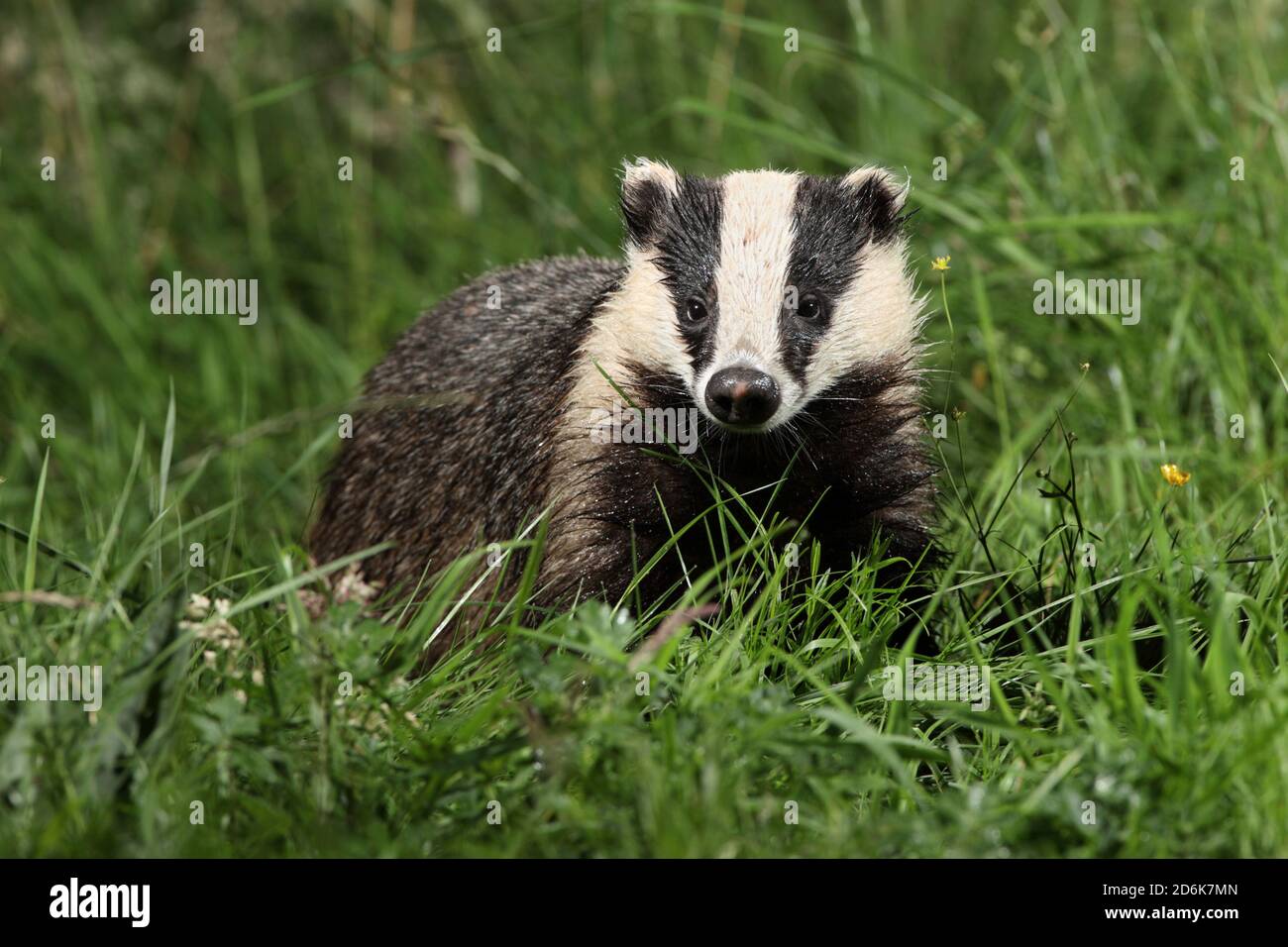 Badger night hi-res stock photography and images - Alamy