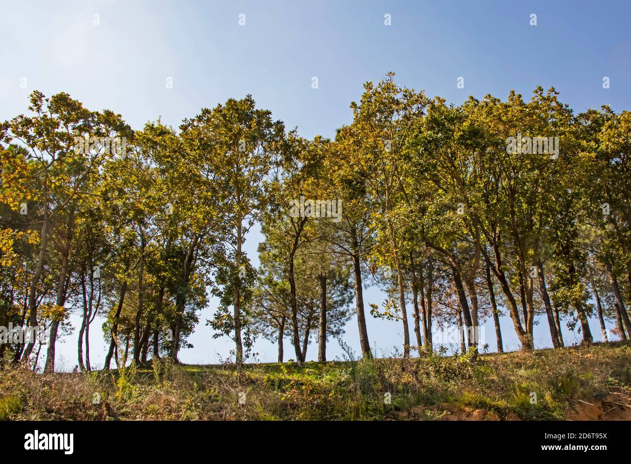 the most basic oxygen source trees Stock Photo Alamy