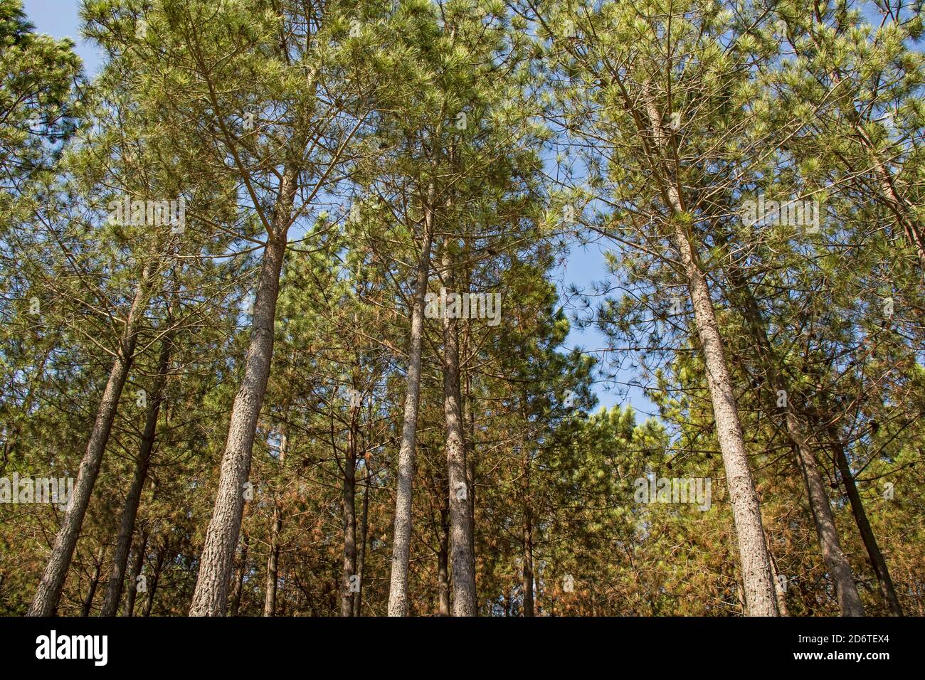 the most basic oxygen source trees Stock Photo Alamy