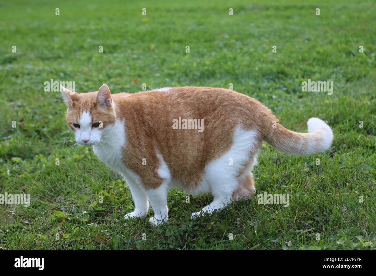 Orange Cat Outside Stock Photo Alamy