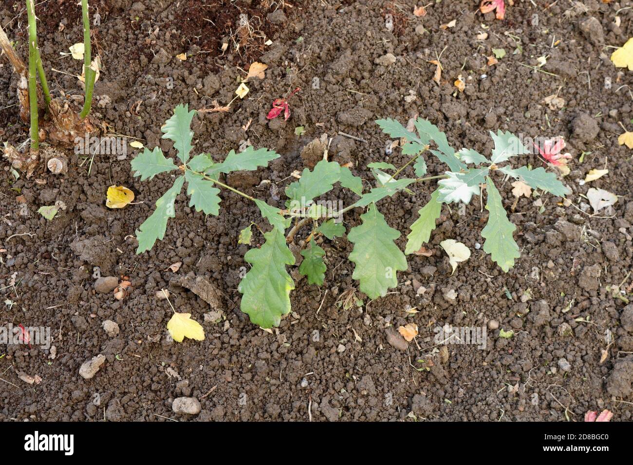 Oak tree sapling Stock Photo Alamy