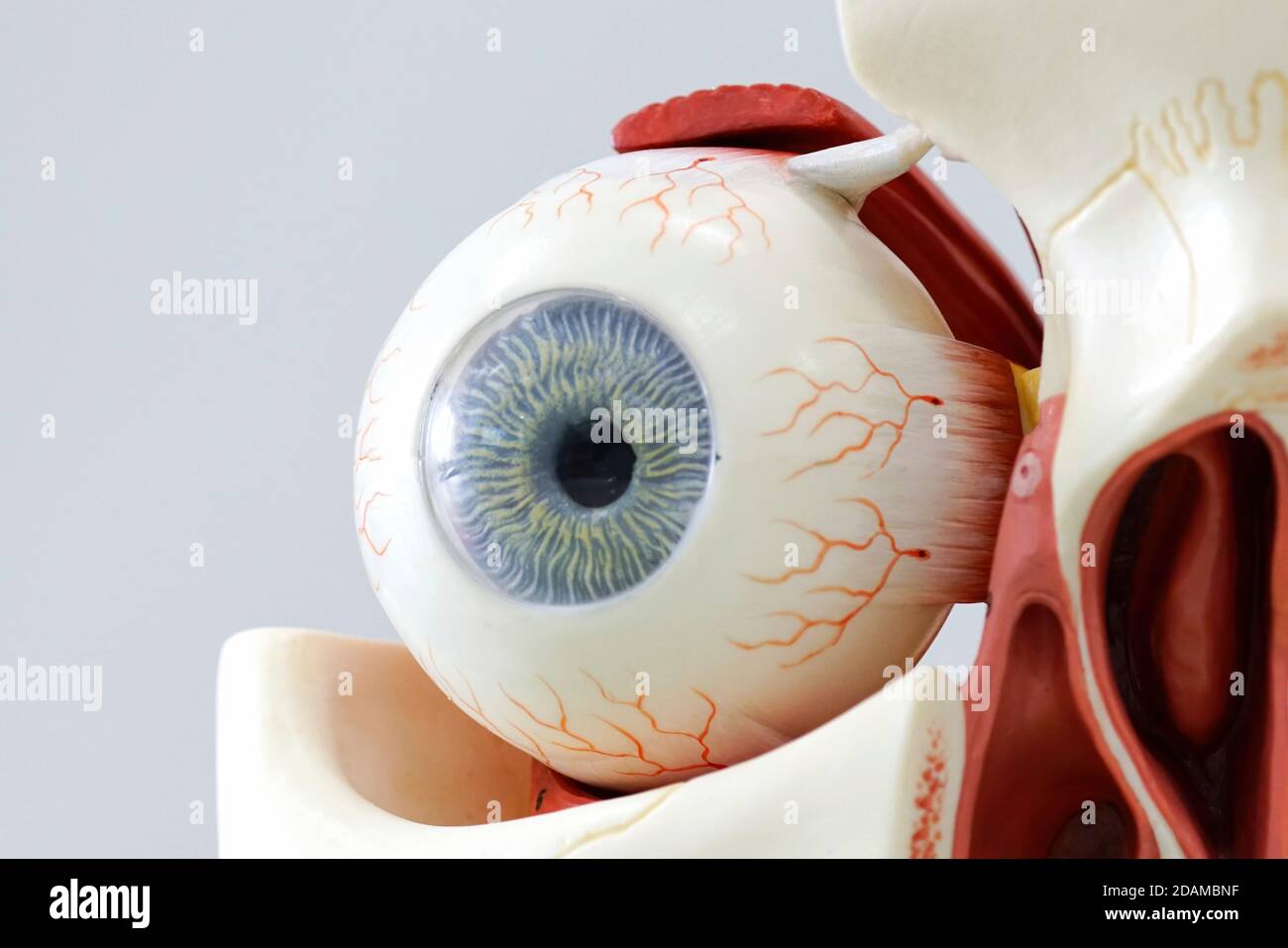 Human eye anatomy model Stock Photo Alamy