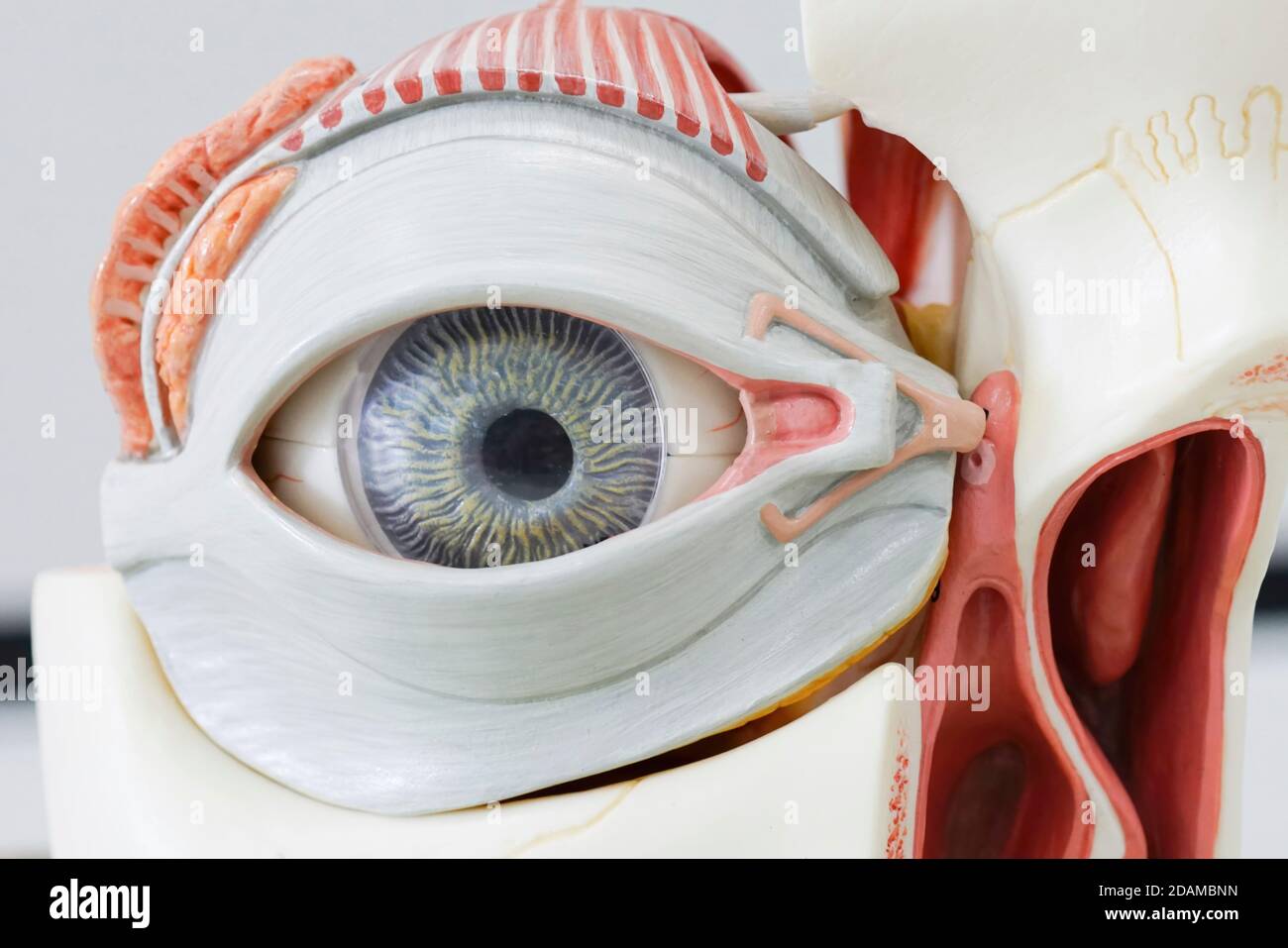 Human eye anatomy model Stock Photo Alamy