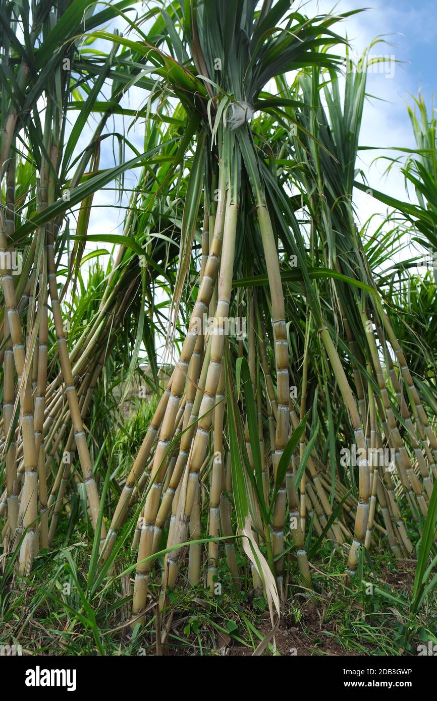 Sugar cane saccharum officinarum hires stock photography and images Alamy