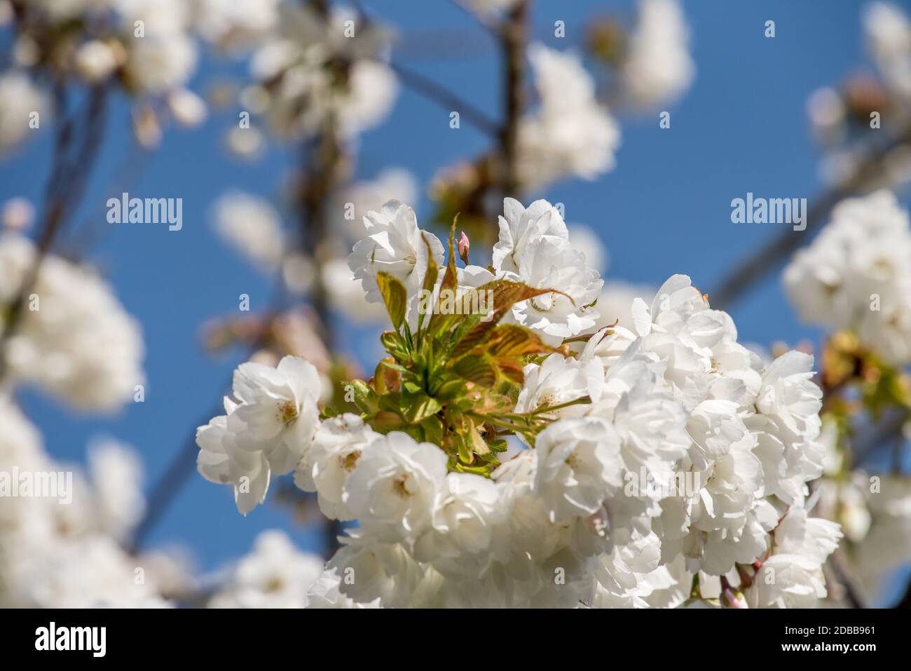 Fruit tree bloom Stock Photo Alamy