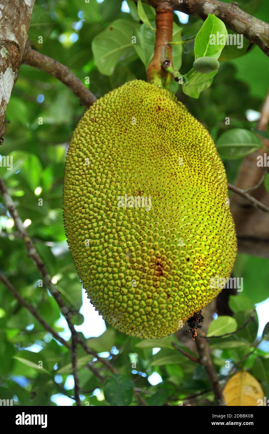 jackfruit in the Philippines Stock Photo Alamy