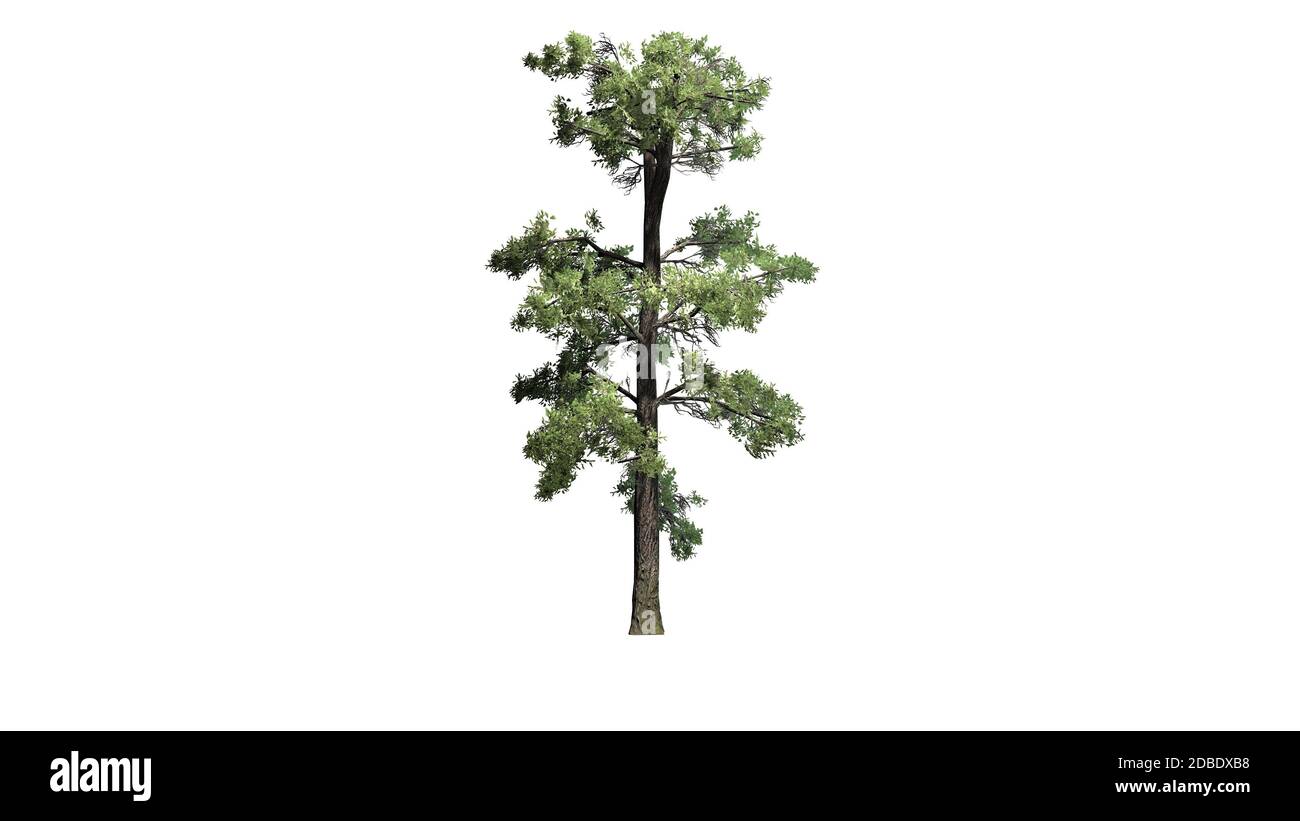 Eastern White Pine tree Stock Photo Alamy