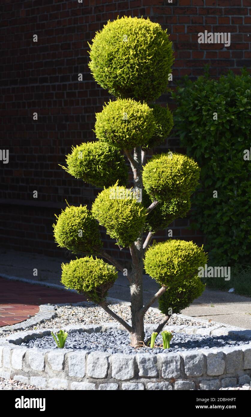 Boxwood front yard hires stock photography and images Alamy