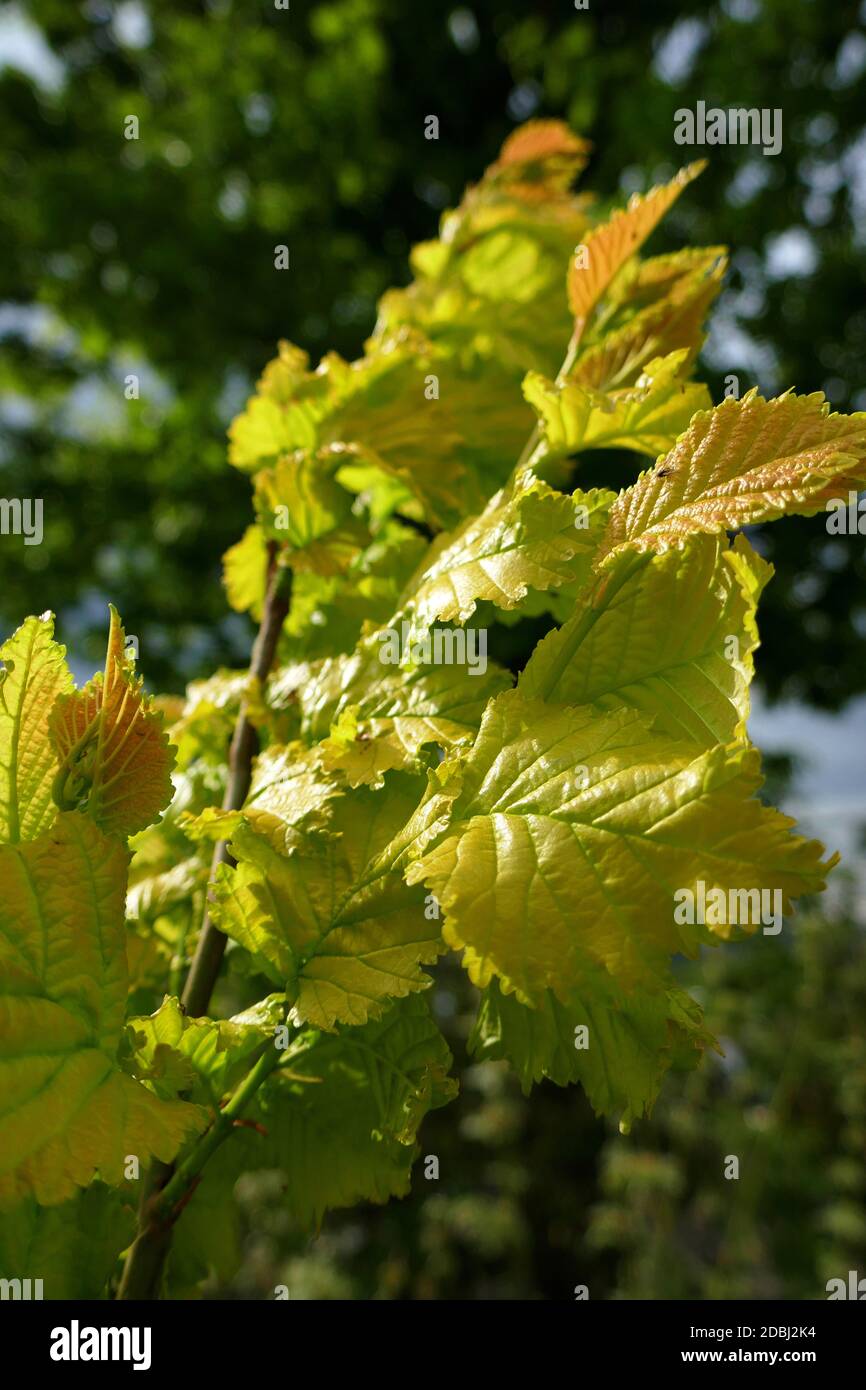 Golden elm tree hires stock photography and images Alamy