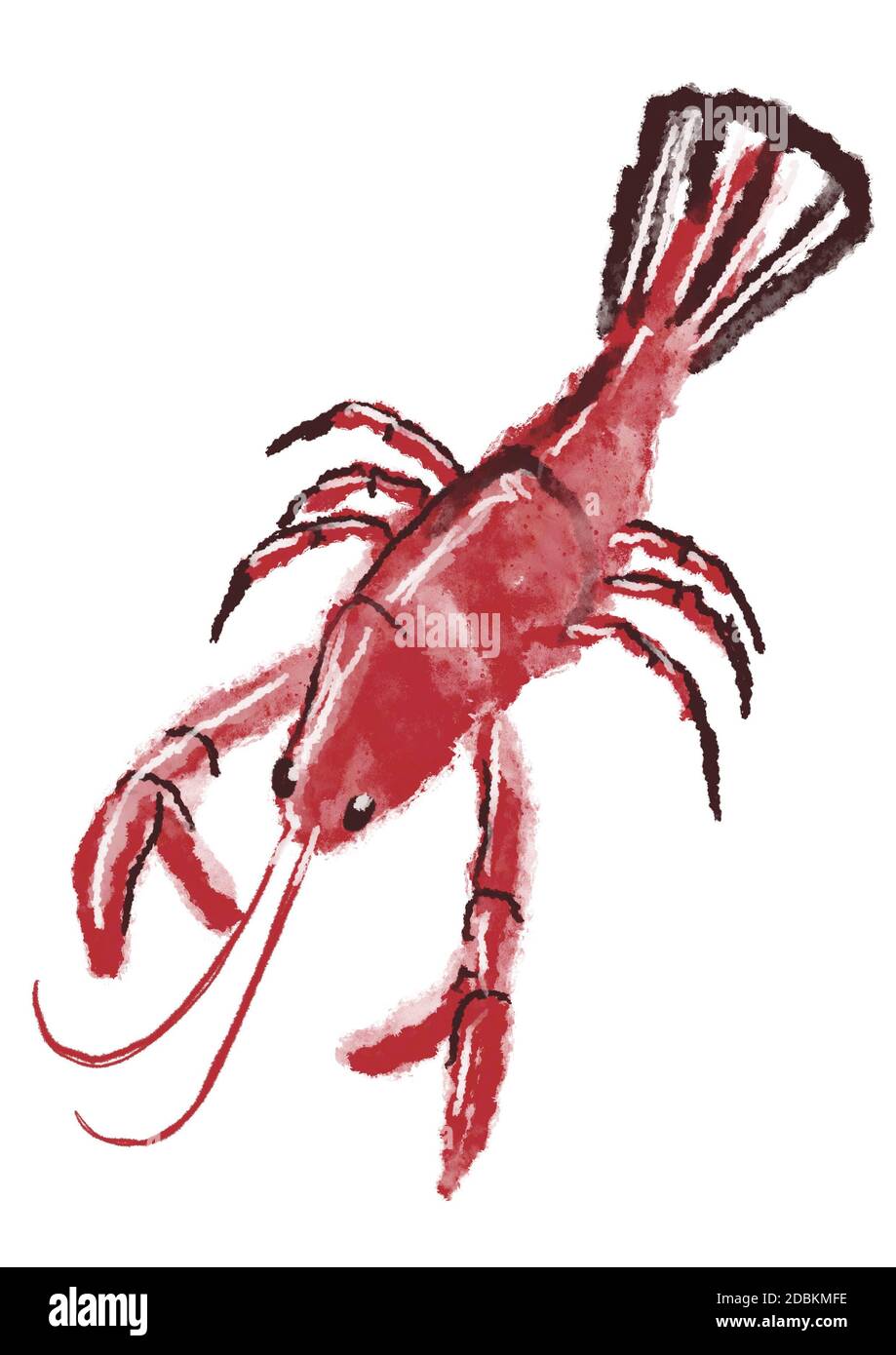 red lobster illustration Stock Photo Alamy