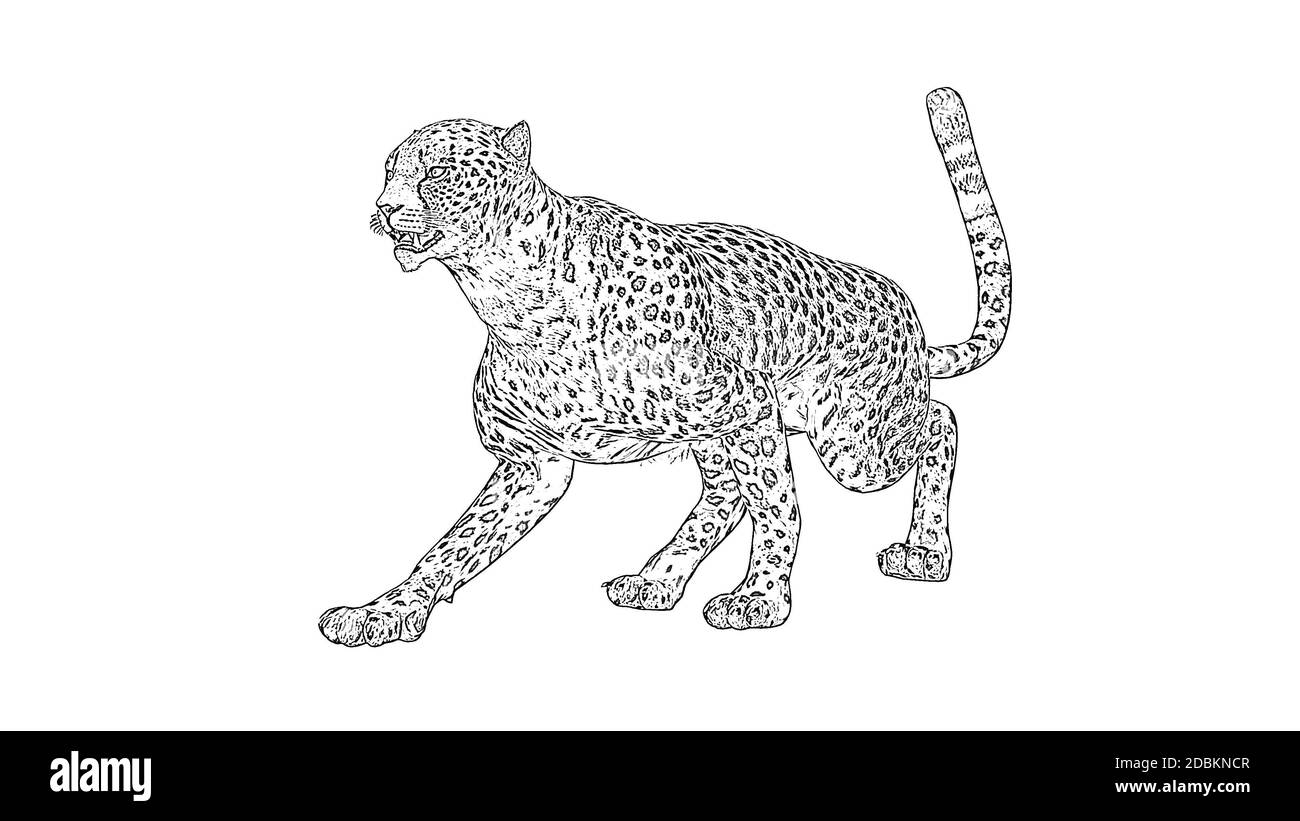 Cheetah pencil drawing Stock Photo Alamy