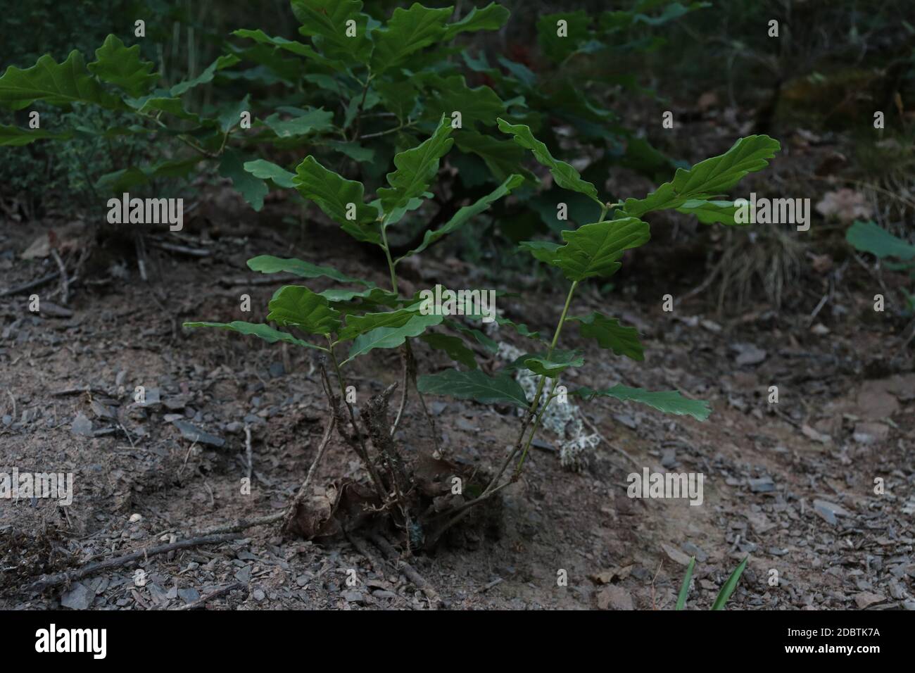 Young oak tree hires stock photography and images Alamy