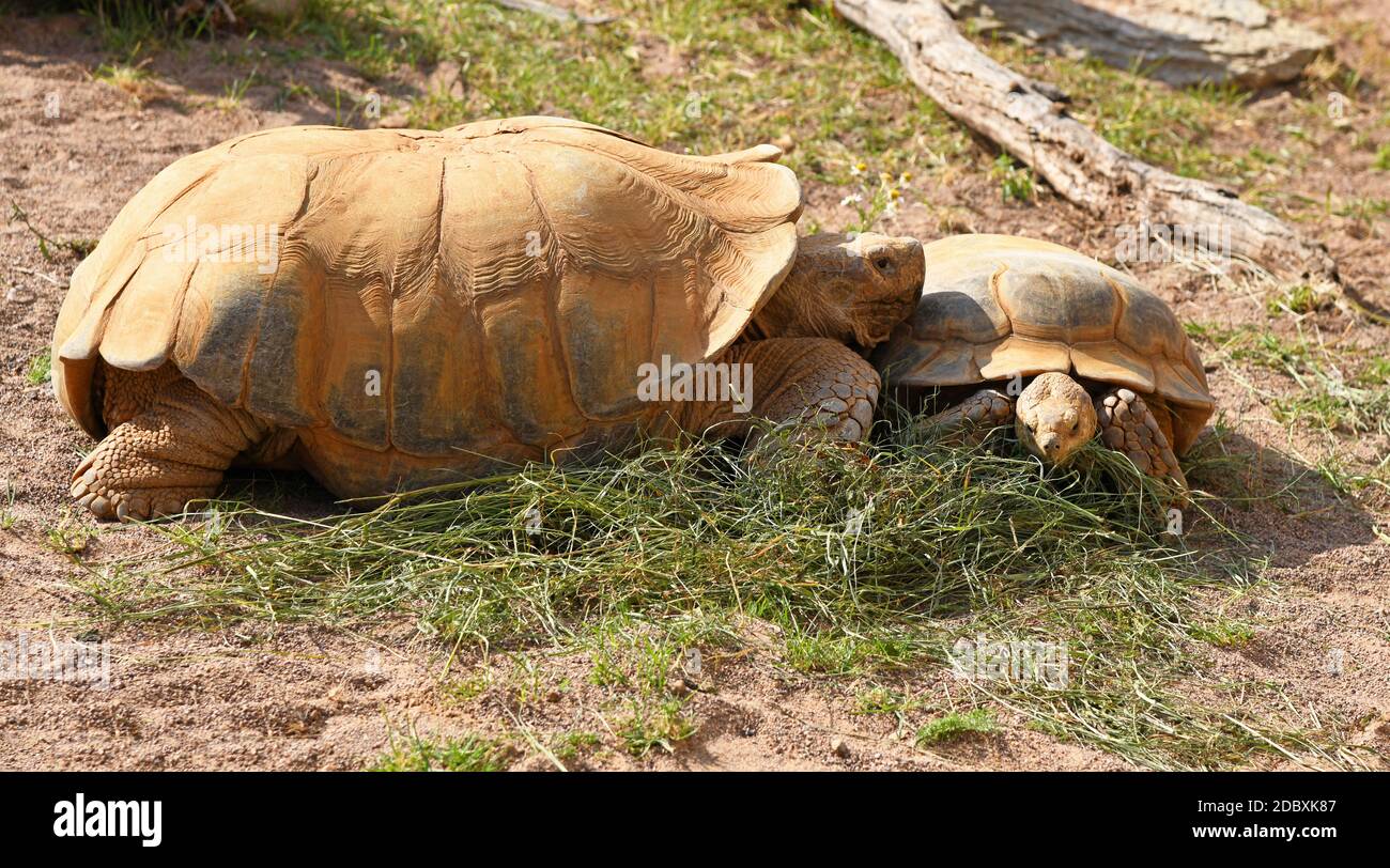 turtles eat grass Stock Photo Alamy