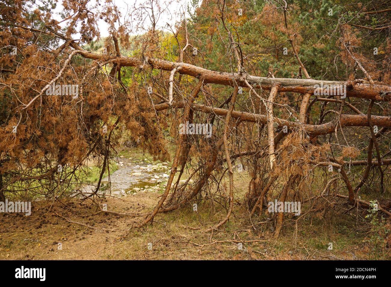 dried pine trees Stock Photo Alamy