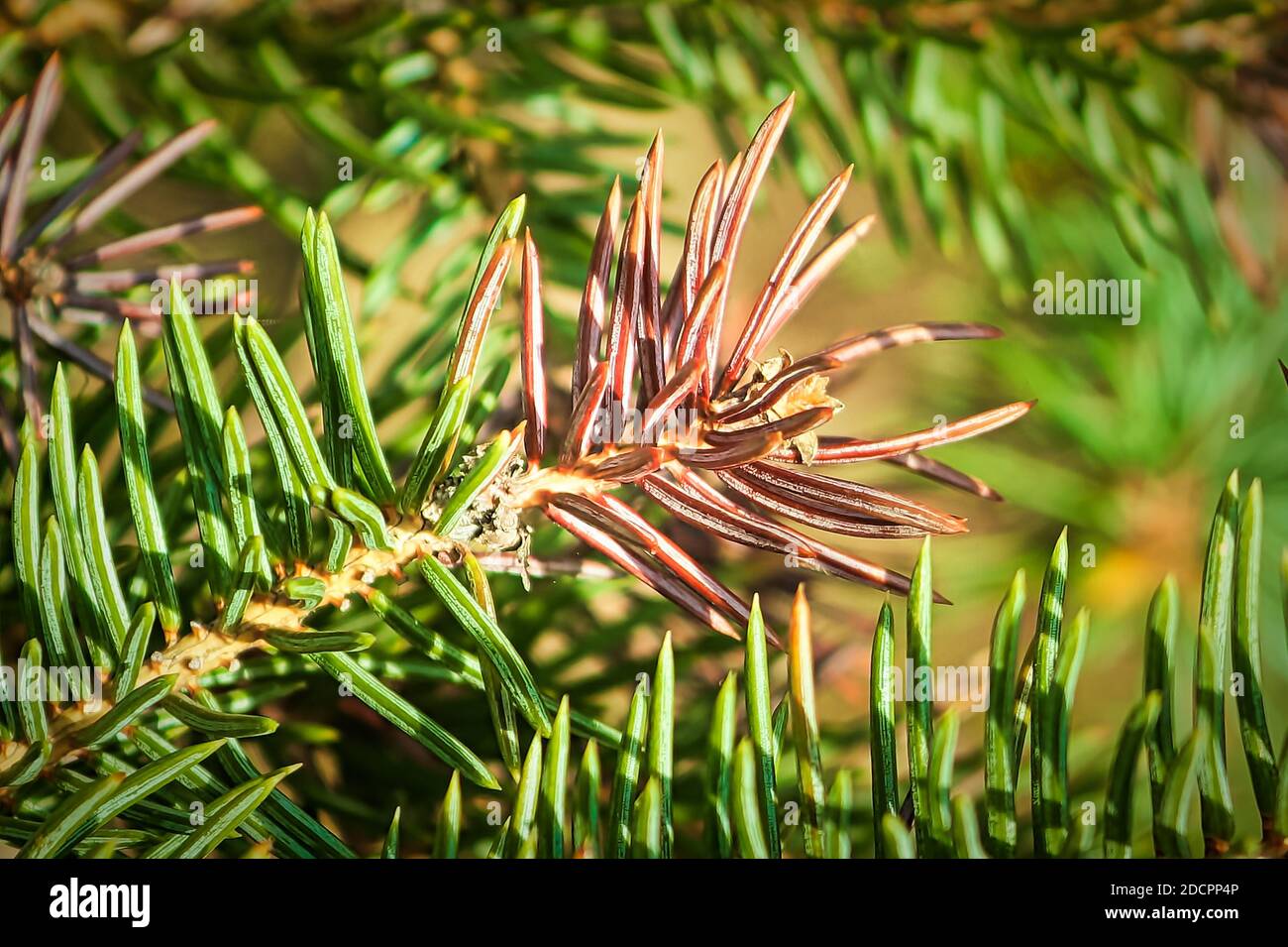 Closeup of a tip of brown spruce tree tip Stock Photo Alamy