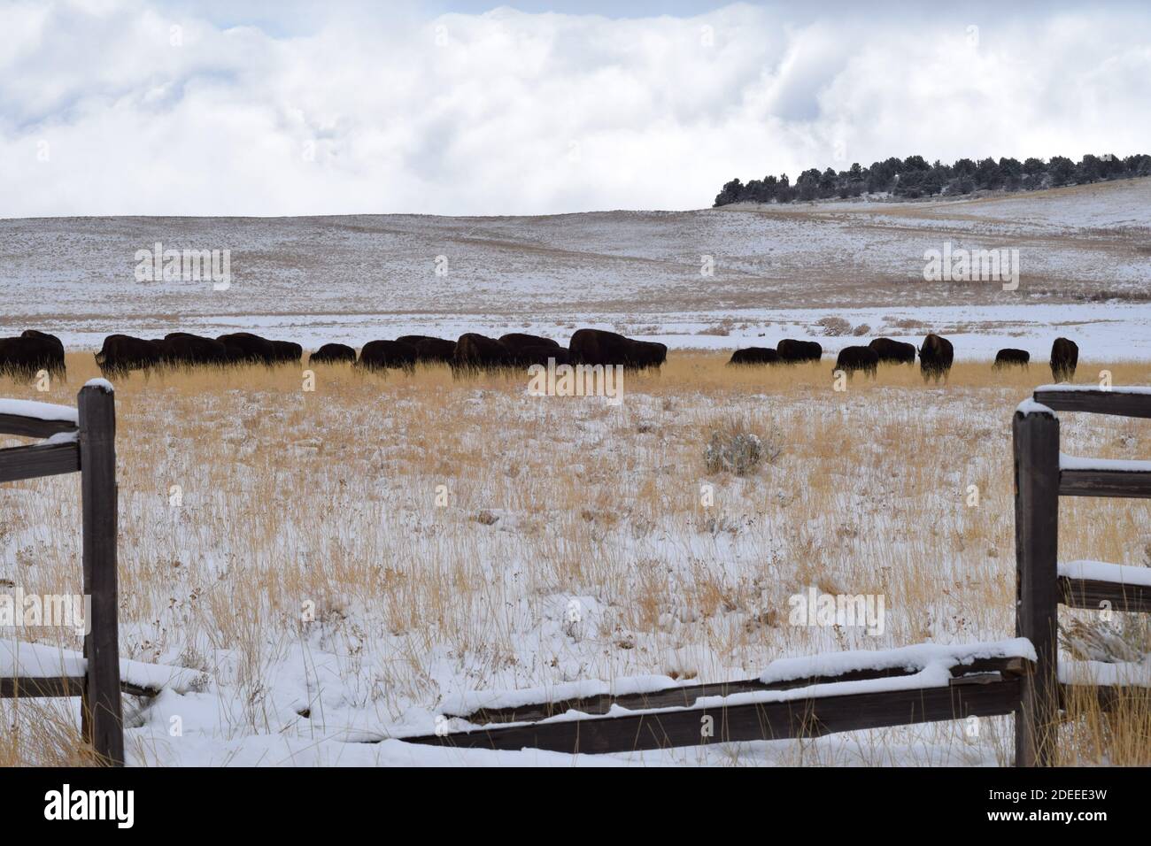 Bison in Utah Stock Photo Alamy