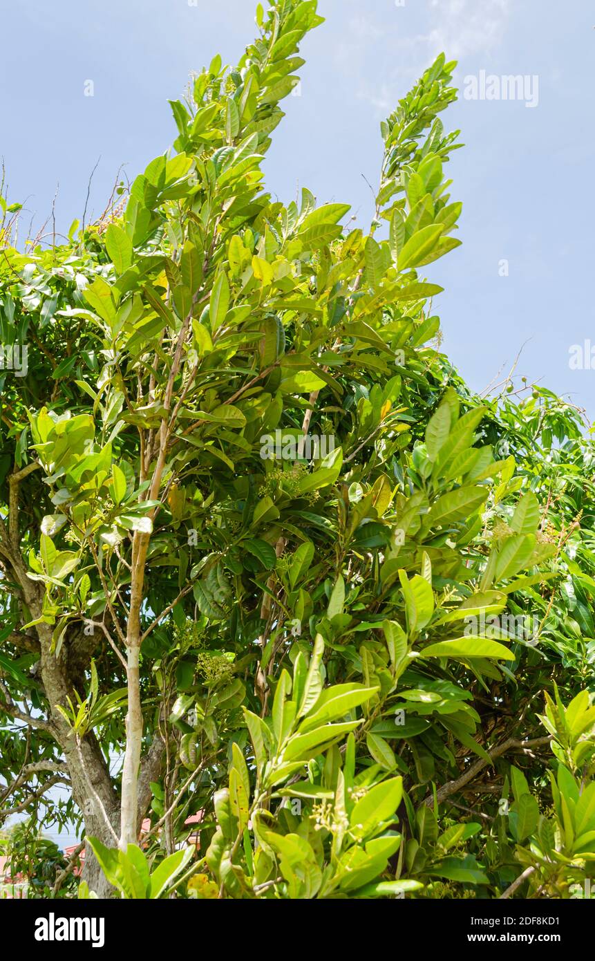 Pimento plant hires stock photography and images Alamy