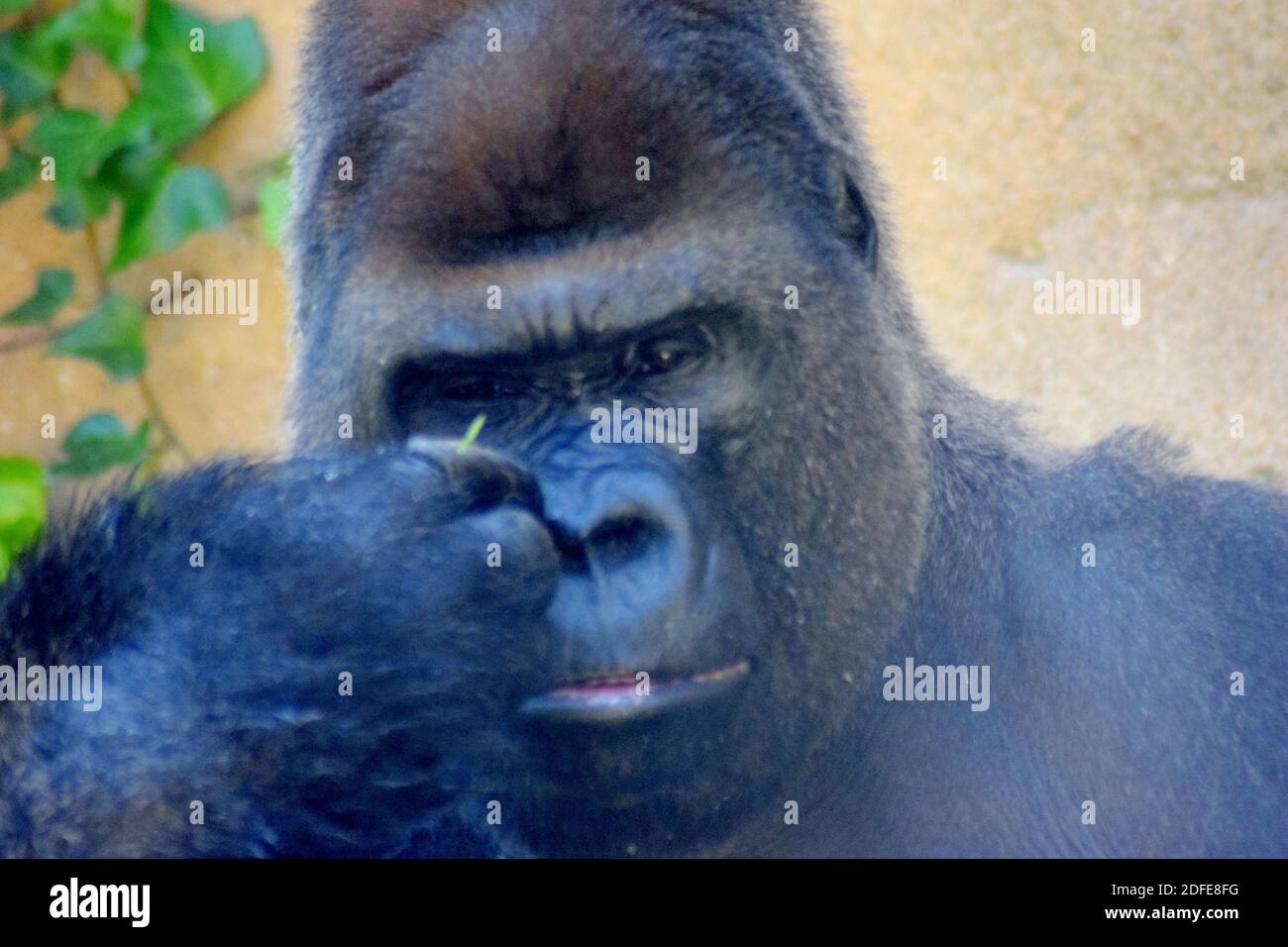 Gorilla muscle hires stock photography and images Alamy