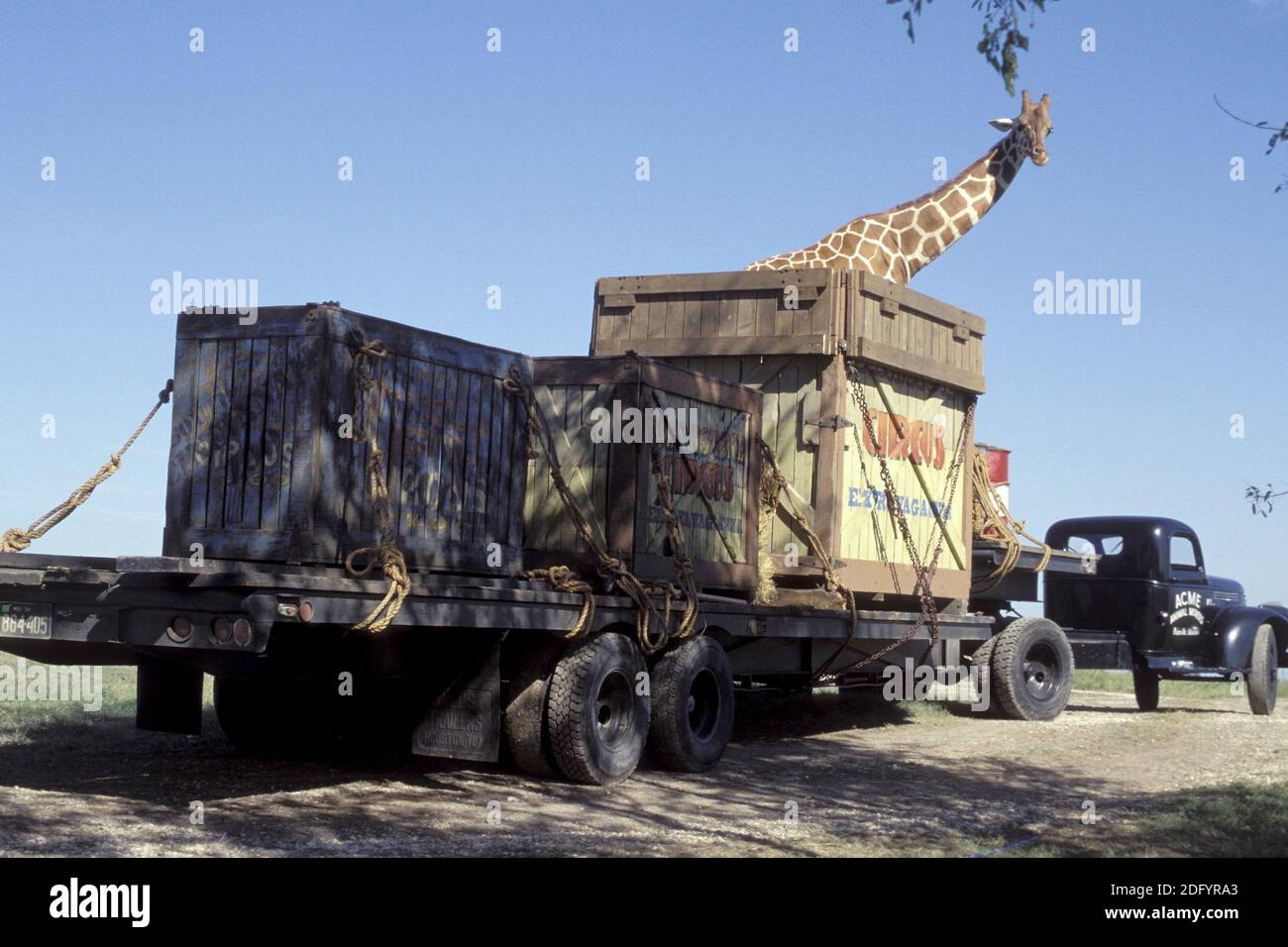 Secondhand lions hires stock photography and images Alamy