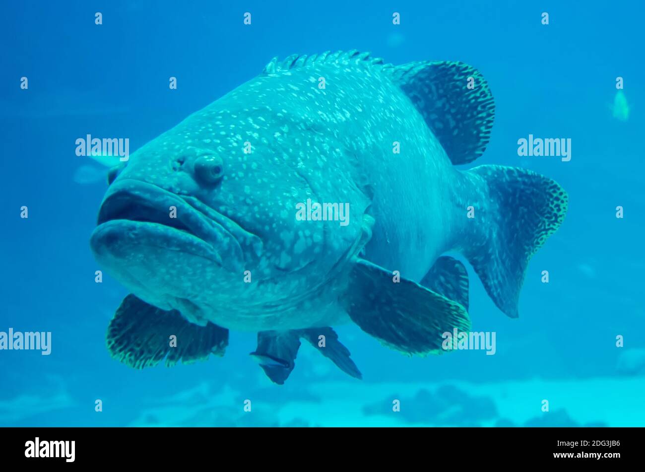 Giant grouper fish looking at diver Stock Photo Alamy
