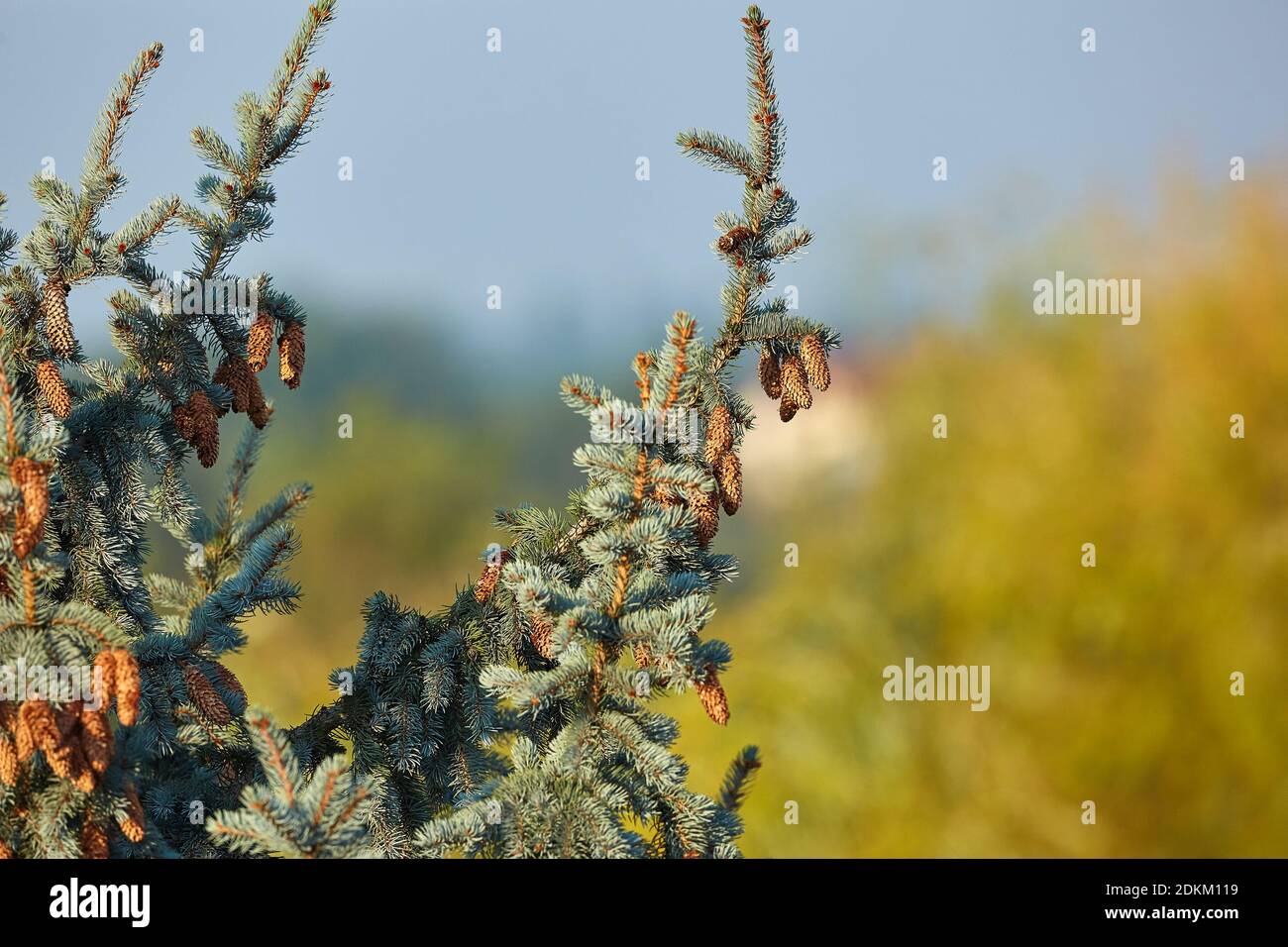 Tall hires stock photography and images Alamy