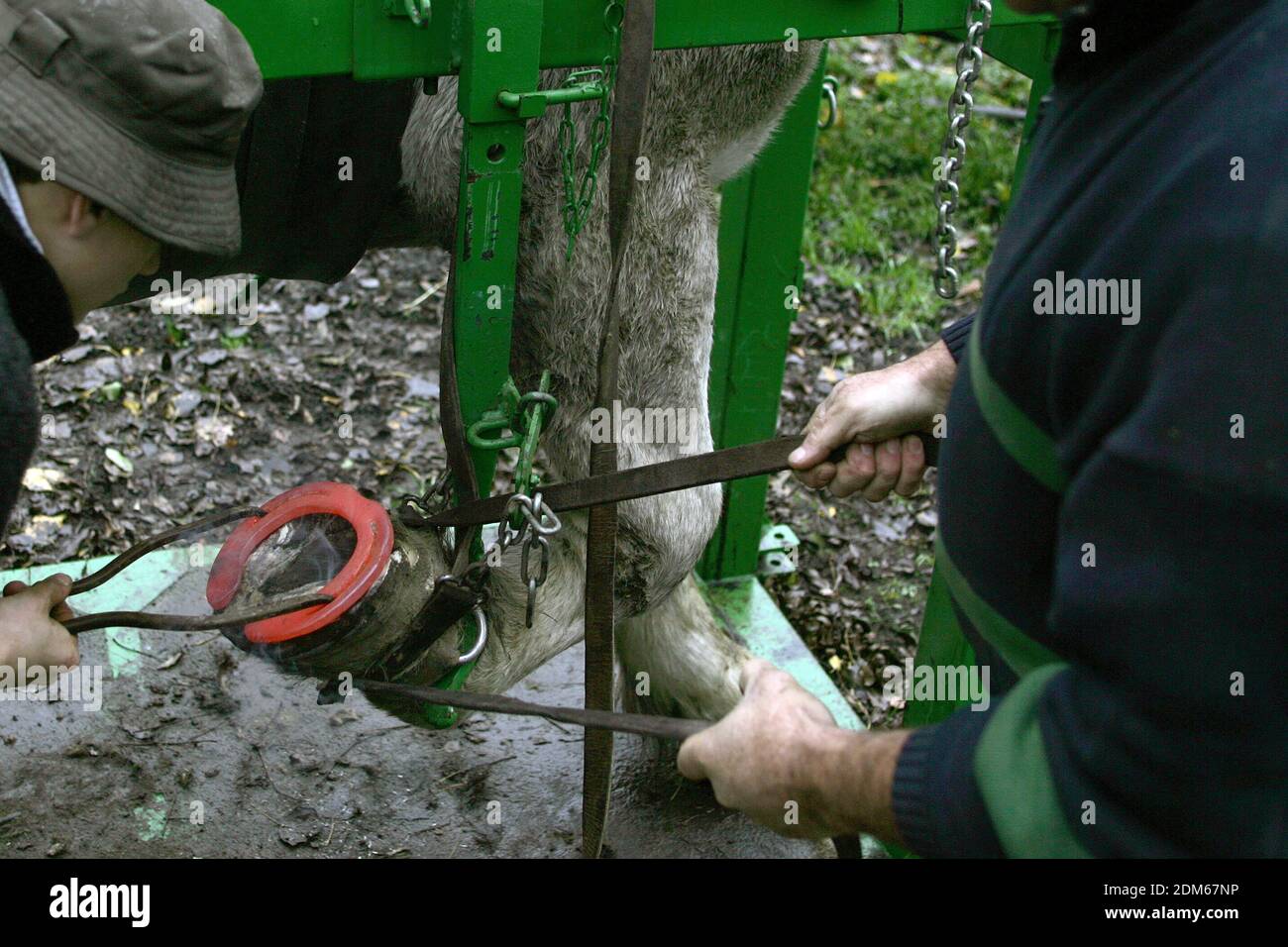 Blacksmith Shoeing Draft horse Stock Photo Alamy
