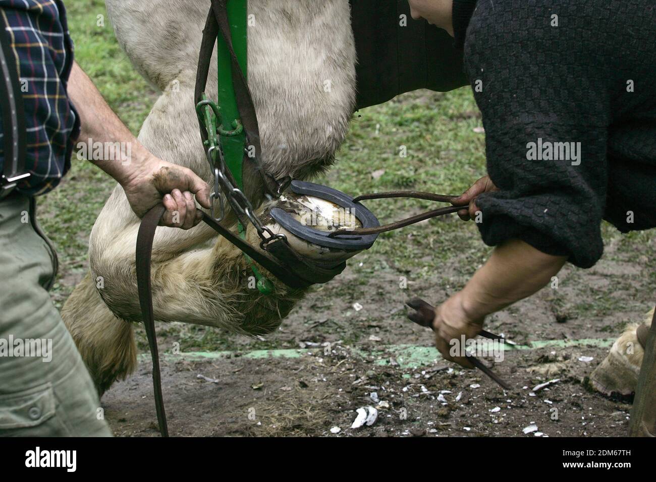 Blacksmith Shoeing Draft horse Stock Photo Alamy