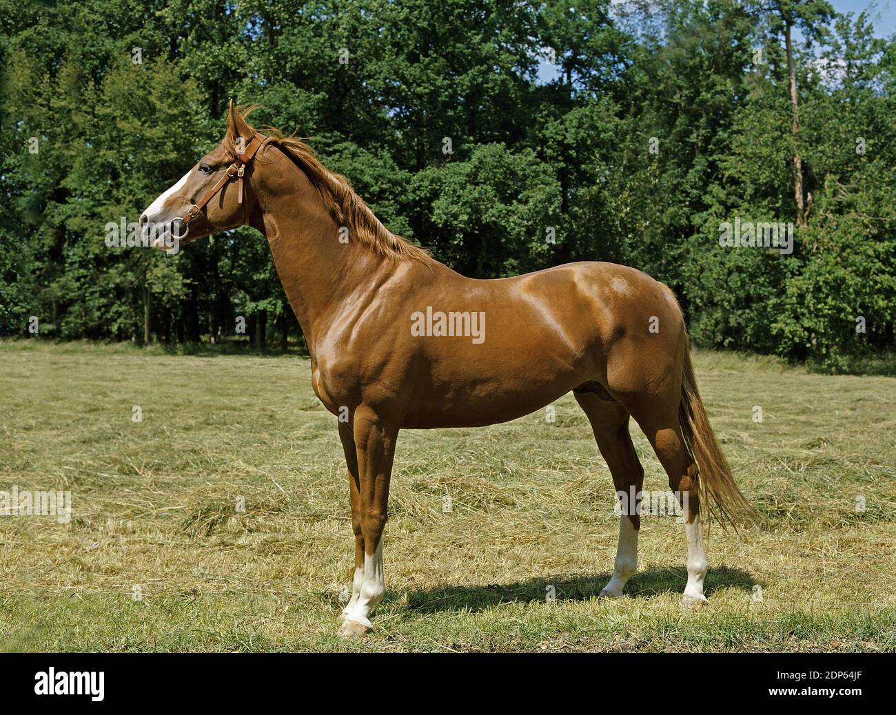 Anglo Arab Horse Stock Photo Alamy