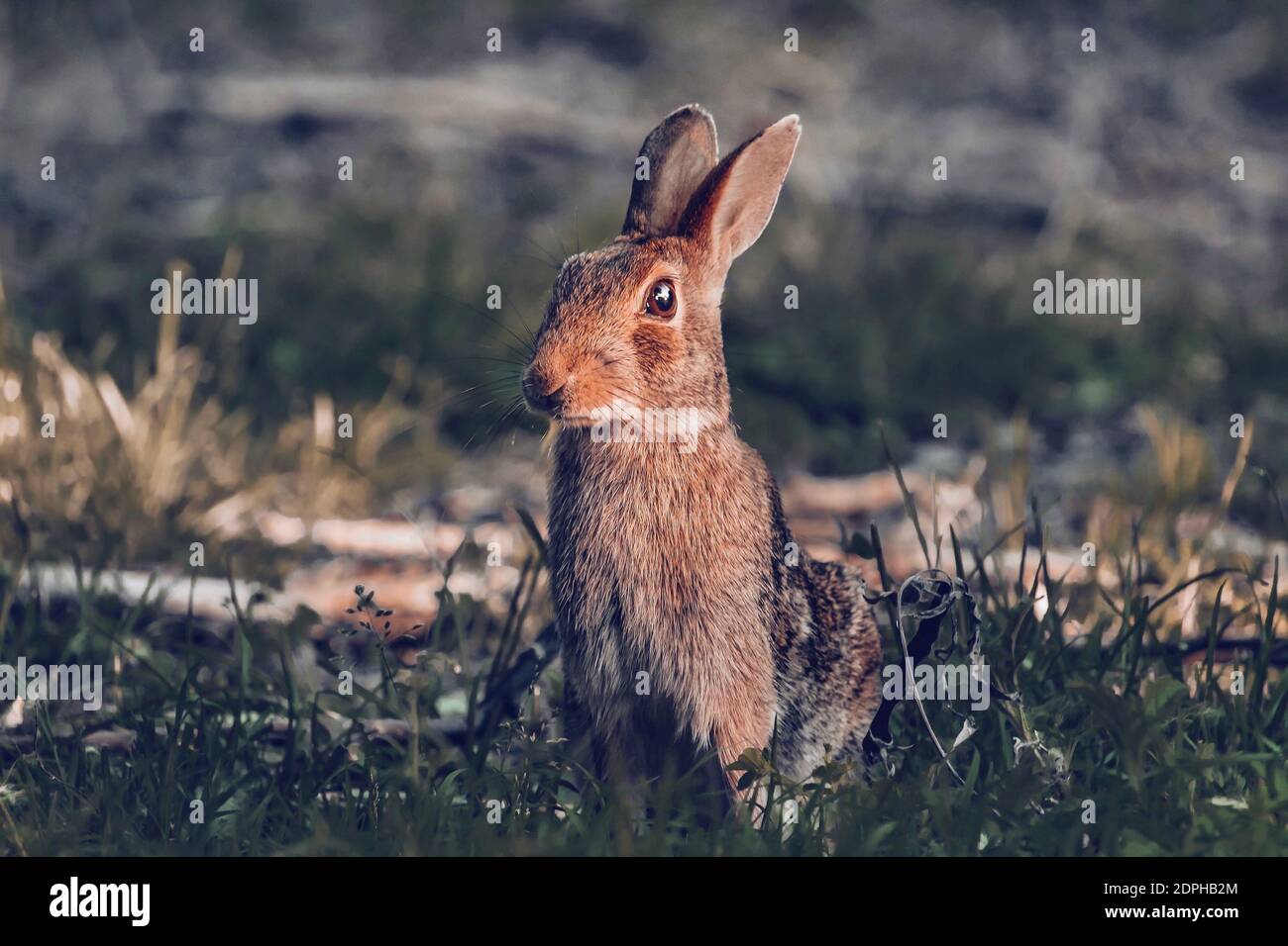 Brown rabbit part hires stock photography and images Alamy