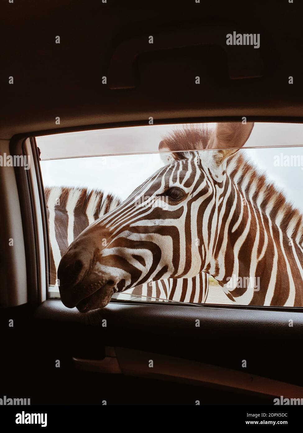 Wildlife car hires stock photography and images Alamy