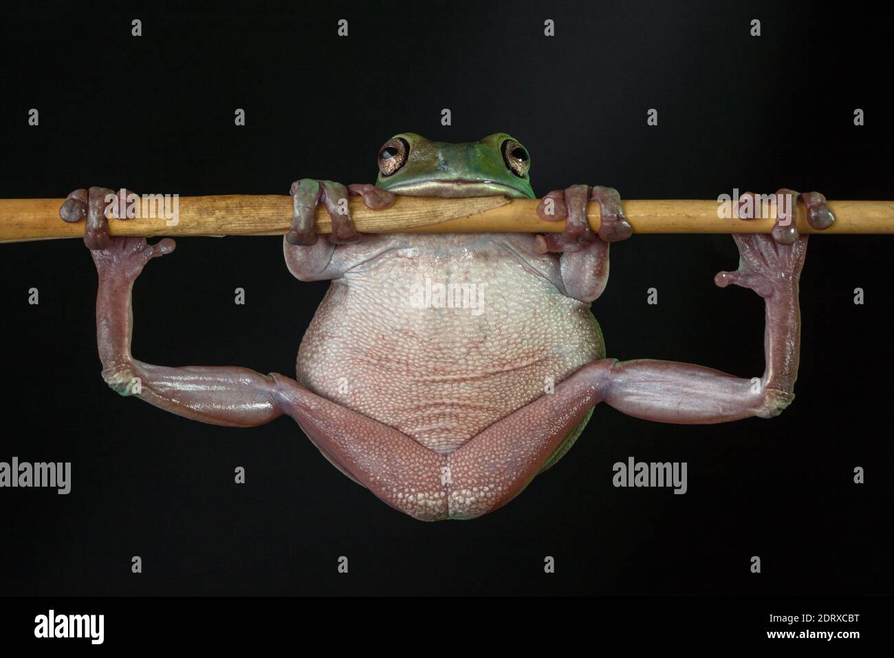 Dumpy fat tree frog hires stock photography and images Alamy
