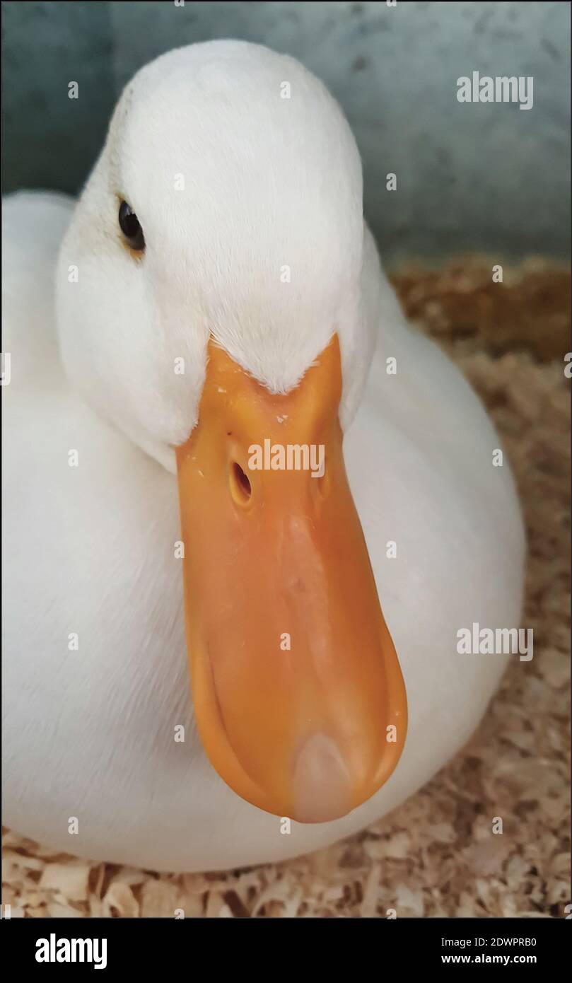 Real Duck Face Stock Photo Alamy