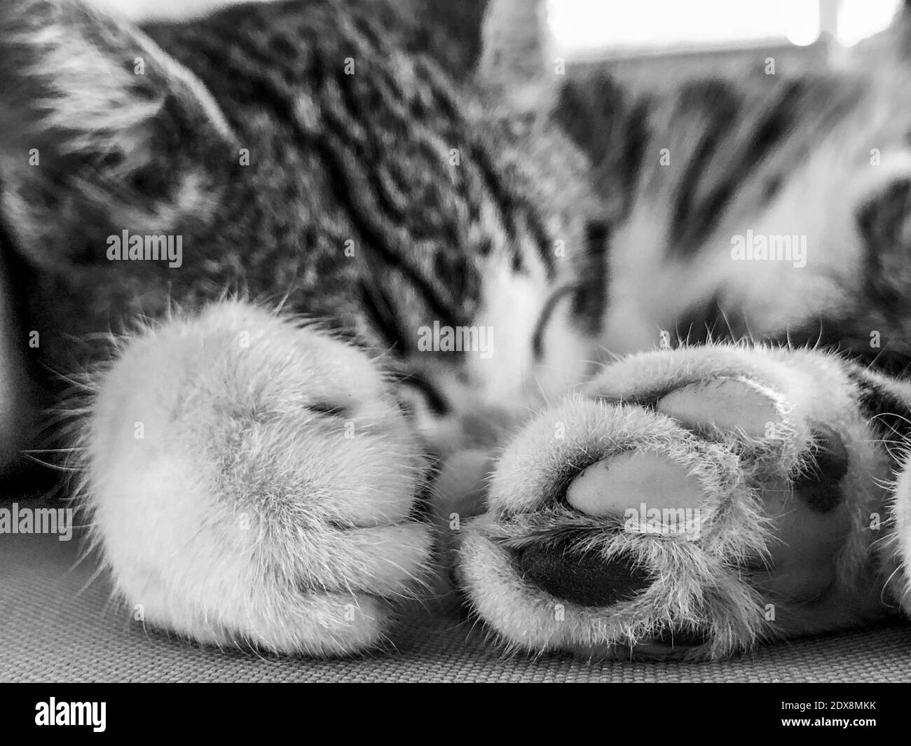 Paws for people Black and White Stock Photos & Images Alamy