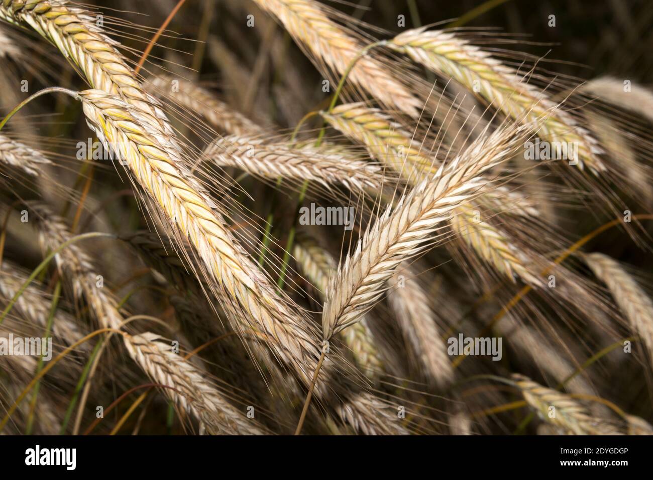 Winter rye hires stock photography and images Alamy