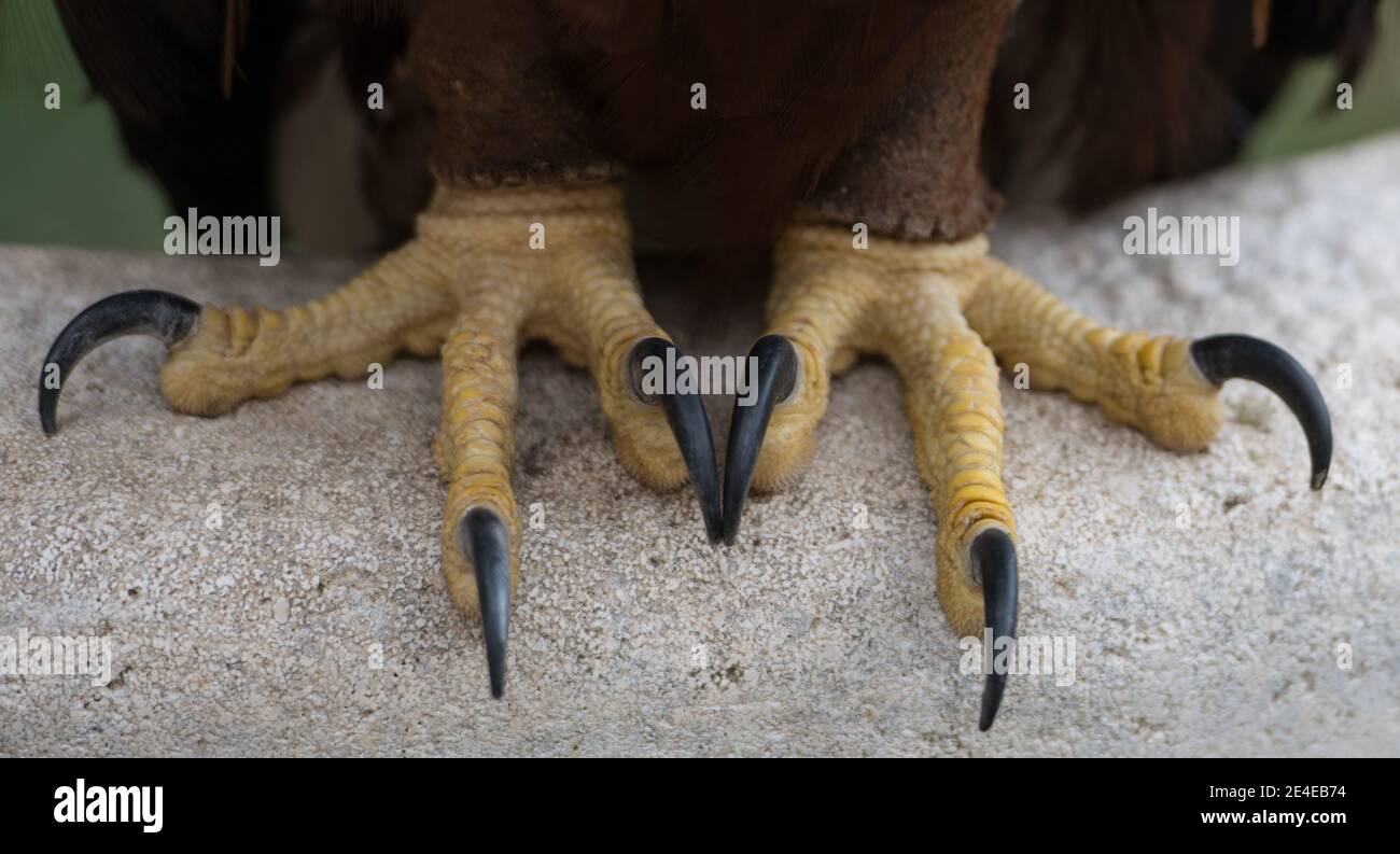 Eagle feet hires stock photography and images Alamy